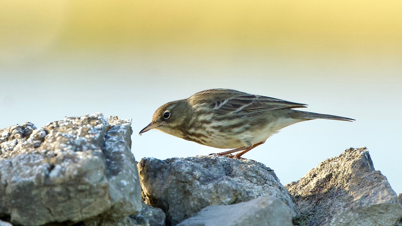 Fwd: Rock Pipit by Steve Gregory			
					</div><!-- .entry-content -->
		
		<footer>
		
		
		
					
					</footer><!-- .entry-meta -->
	</article><!-- #post -->
				
											
				
		
<hr class=