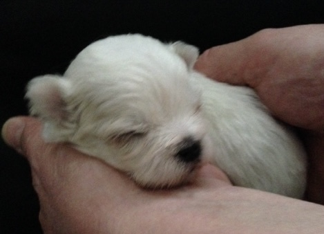 Fwd: Maltese Puppy Photo by Peter Moorby			
					</div><!-- .entry-content -->
		
		<footer>
		
		
		
					
					</footer><!-- .entry-meta -->
	</article><!-- #post -->
				
											
				
		
<hr class=