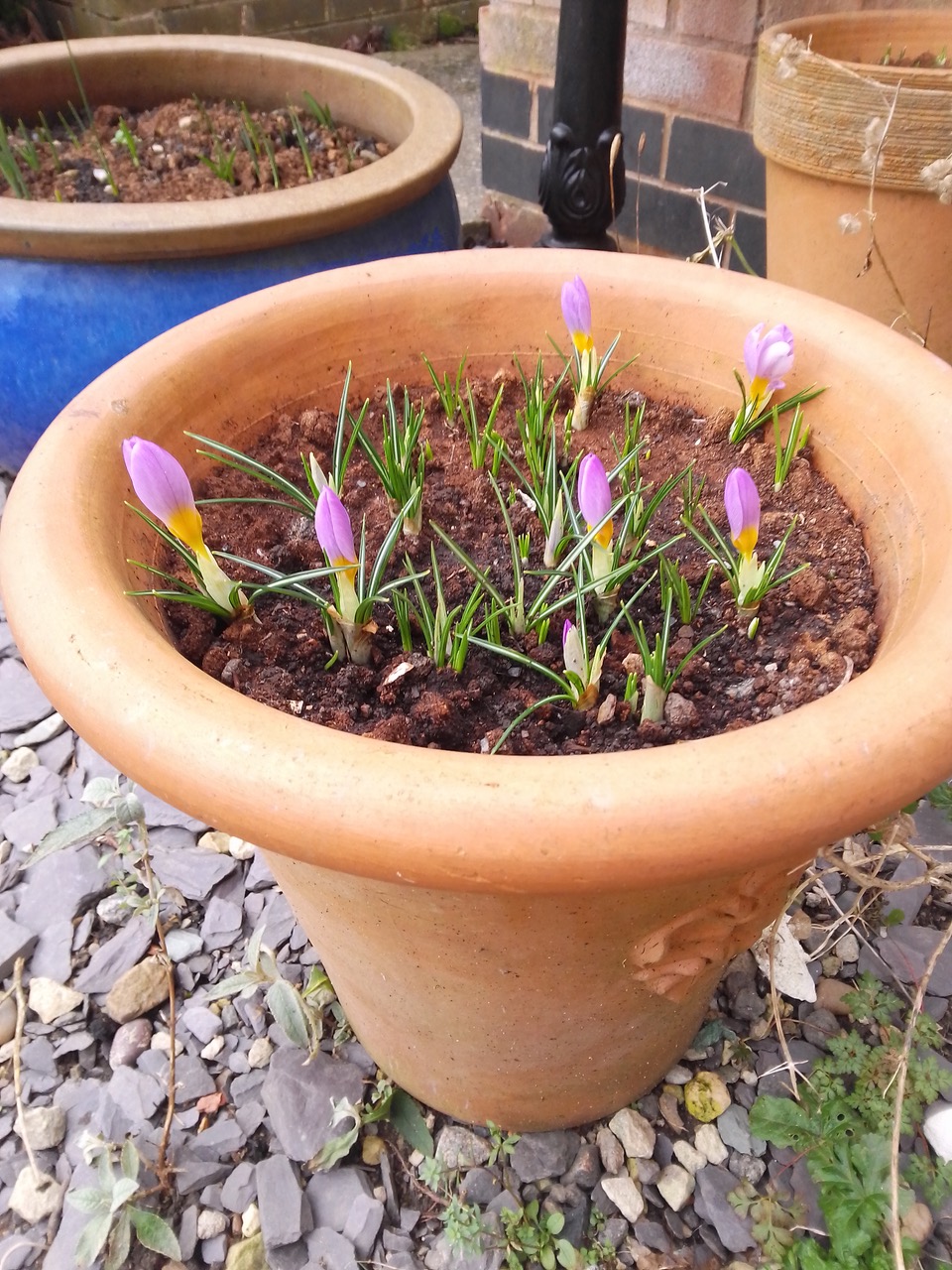 Fwd: Crocus Feb 25			
					</div><!-- .entry-content -->
		
		<footer>
		
		
		
					
					</footer><!-- .entry-meta -->
	</article><!-- #post -->
				
											
				
		
<hr class=