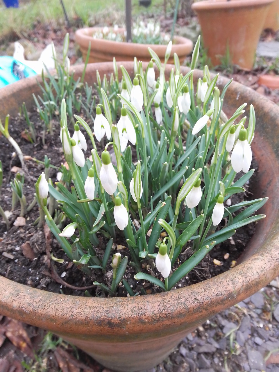 Fwd: Snowdrops Feb 2025			
					</div><!-- .entry-content -->
		
		<footer>
		
		
		
					
					</footer><!-- .entry-meta -->
	</article><!-- #post -->
				
											
				
		
<hr class=