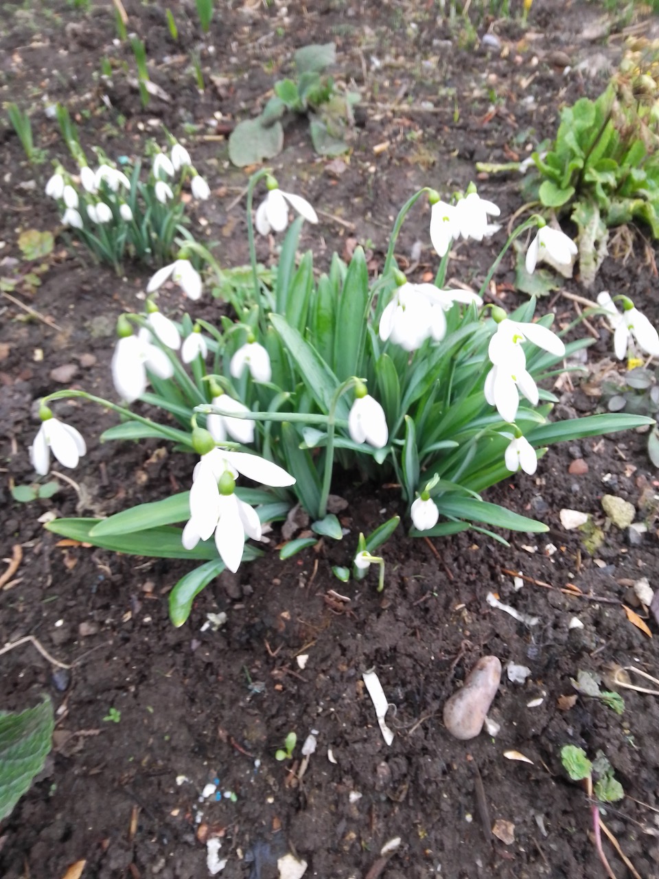 Fwd: Snowdrops			
					</div><!-- .entry-content -->
		
		<footer>
		
		
		
					
					</footer><!-- .entry-meta -->
	</article><!-- #post -->
				
											
				
		
<hr class=