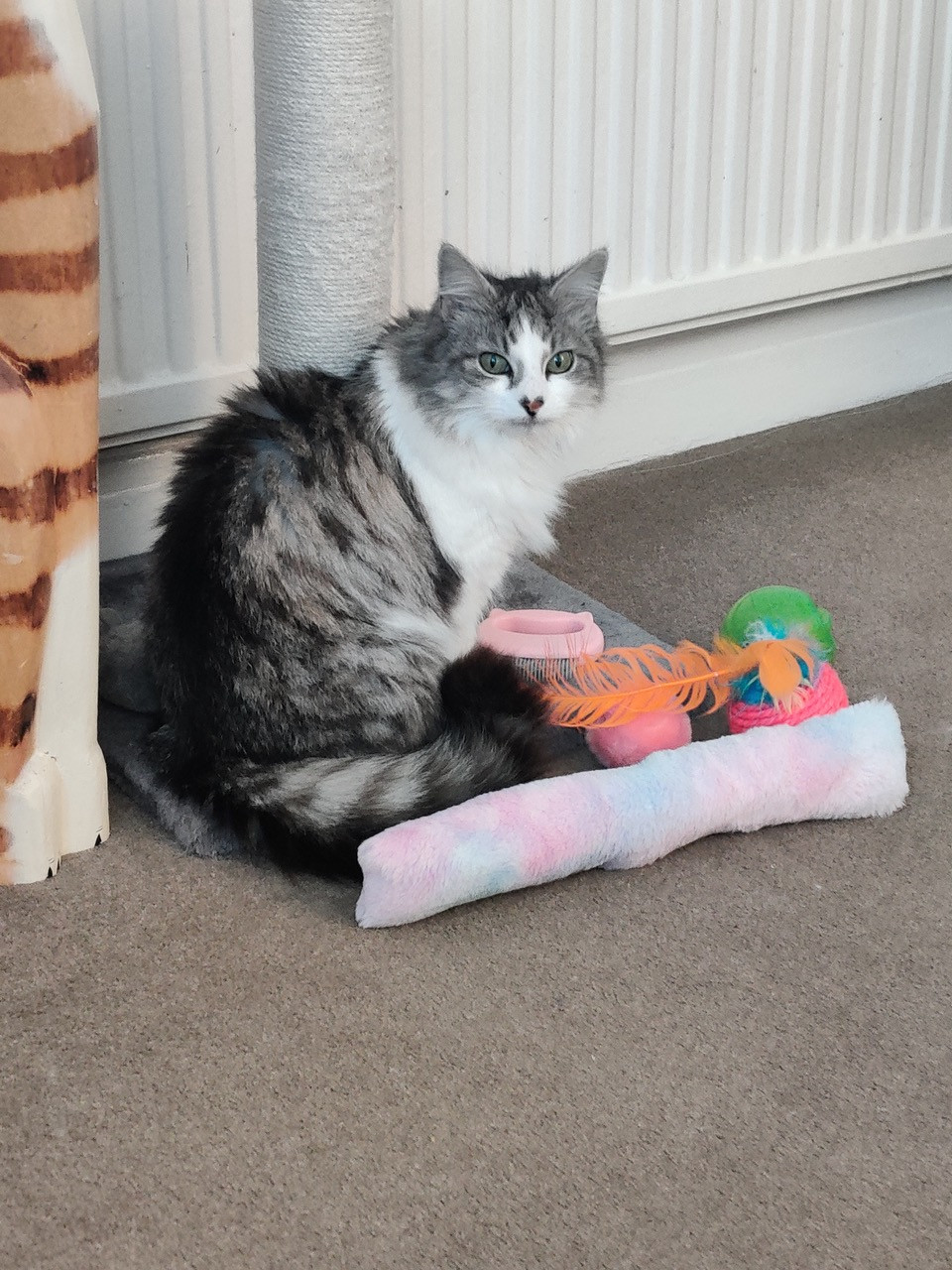 Fwd: Daisy the cat			
					</div><!-- .entry-content -->
		
		<footer>
		
		
		
					
					</footer><!-- .entry-meta -->
	</article><!-- #post -->
				
											
				
		
<hr class=