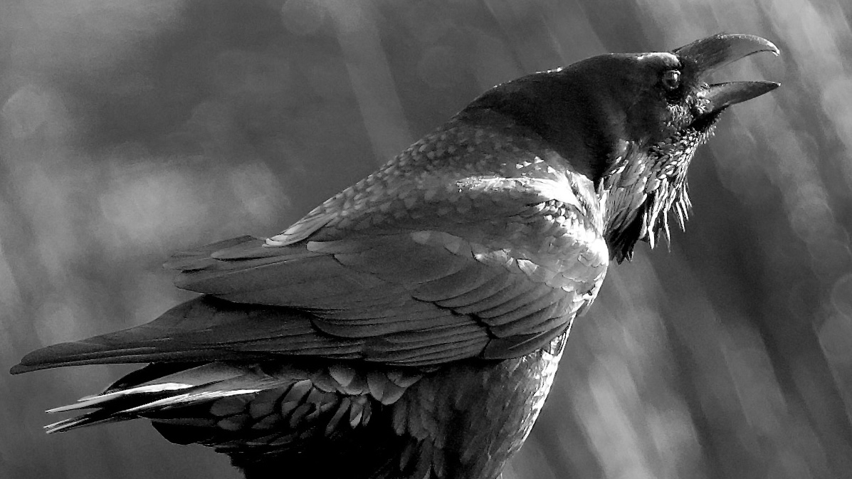 Fwd: Raven, Steve Gregory			
					</div><!-- .entry-content -->
		
		<footer>
		
		
		
					
					</footer><!-- .entry-meta -->
	</article><!-- #post -->
				
											
				
		
<hr class=
