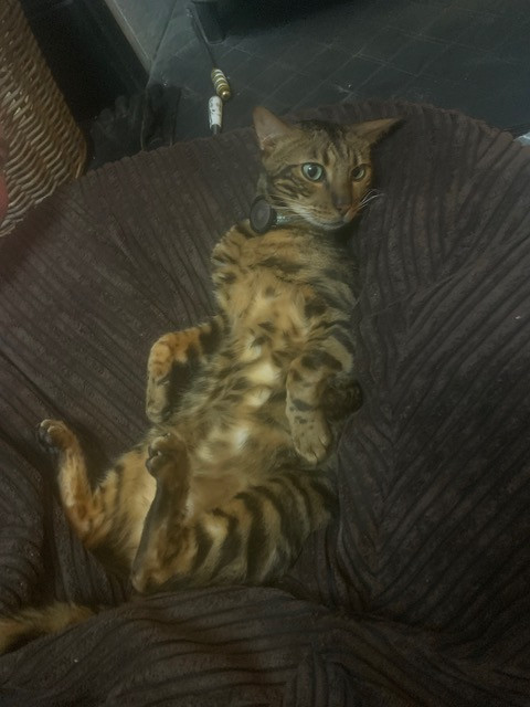 Fwd: Stan the goofy cat			
					</div><!-- .entry-content -->
		
		<footer>
		
		
		
					
					</footer><!-- .entry-meta -->
	</article><!-- #post -->
				
											
				
		
<hr class=