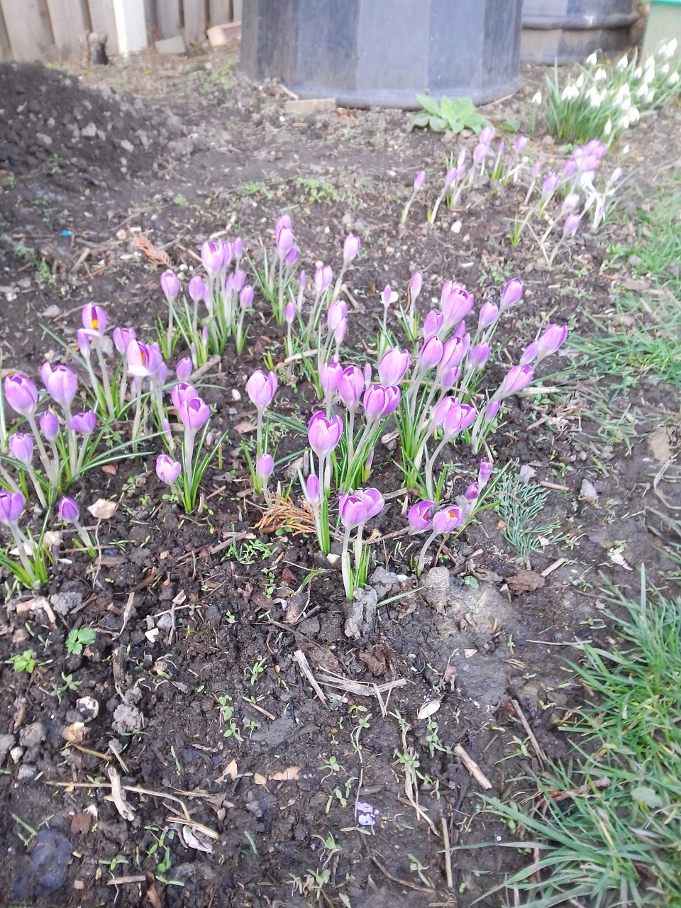 Fwd: Crocuses			
					</div><!-- .entry-content -->
		
		<footer>
		
		
		
					
					</footer><!-- .entry-meta -->
	</article><!-- #post -->
				
											
				
		
<hr class=