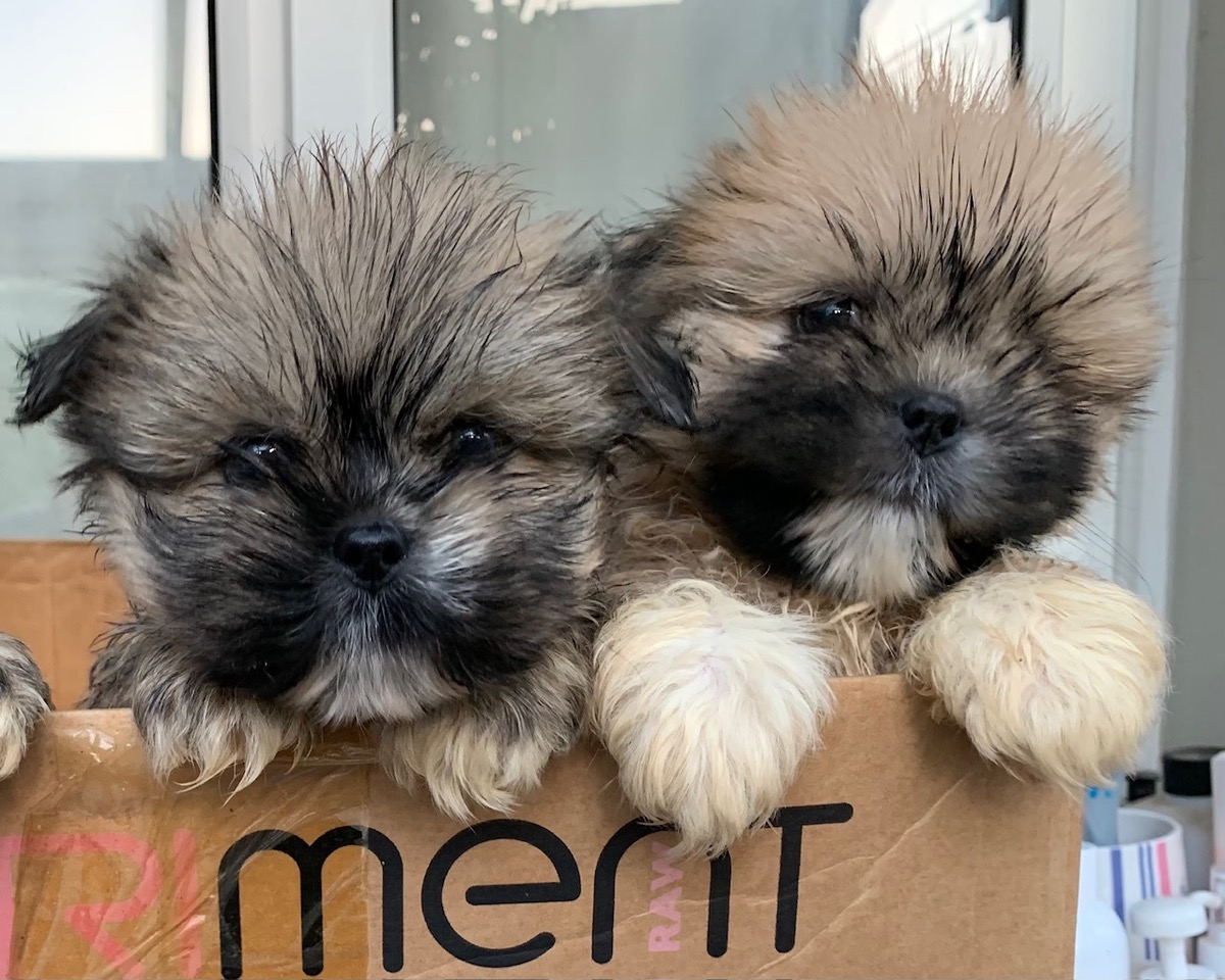 Fwd: Lhasa puppies (not for sale) photo by Peter Moorby			
					</div><!-- .entry-content -->
		
		<footer>
		
		
		
					
					</footer><!-- .entry-meta -->
	</article><!-- #post -->
				
											
				
		
<hr class=