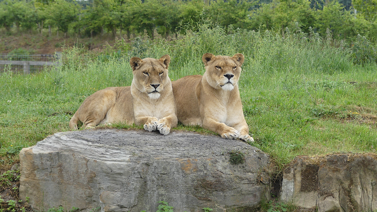 Fwd: John Howson, Yorkshire wildlife park			
					</div><!-- .entry-content -->
		
		<footer>
		
		
		
					
					</footer><!-- .entry-meta -->
	</article><!-- #post -->
				
											
				
		
<hr class=