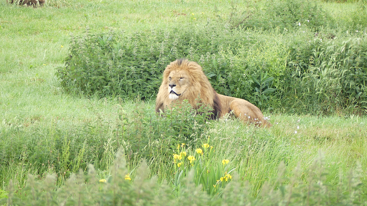 Fwd: John Howson, Yorkshire wildlife park			
					</div><!-- .entry-content -->
		
		<footer>
		
		
		
					
					</footer><!-- .entry-meta -->
	</article><!-- #post -->
				
											
				
		
<hr class=