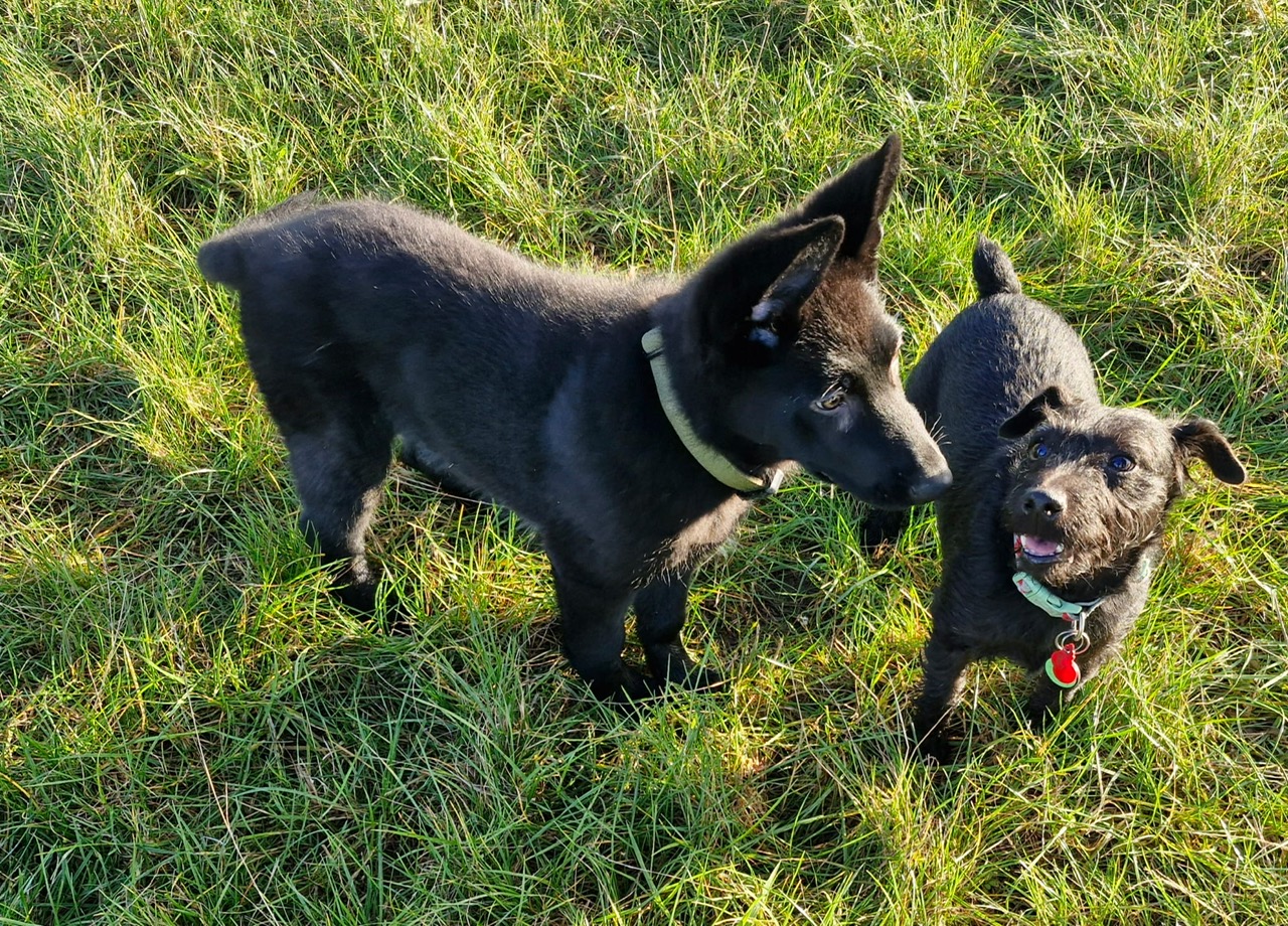 Fwd: John H, Rosie and Apollo			
					</div><!-- .entry-content -->
		
		<footer>
		
		
		
					
					</footer><!-- .entry-meta -->
	</article><!-- #post -->
				
											
				
		
<hr class=